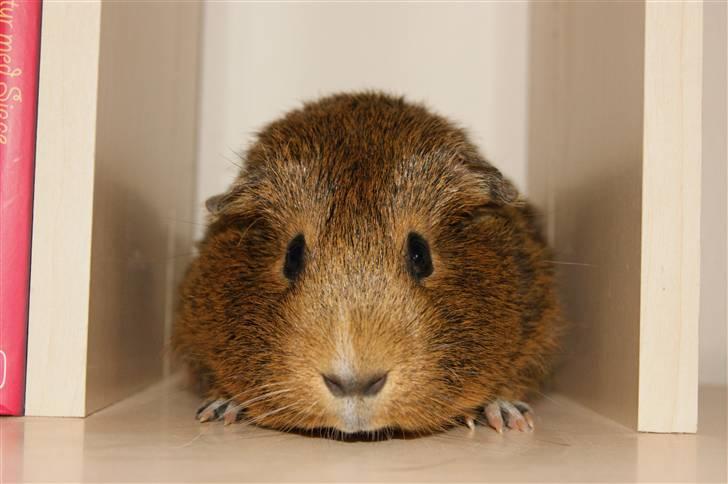 Marsvin Snip billede 1