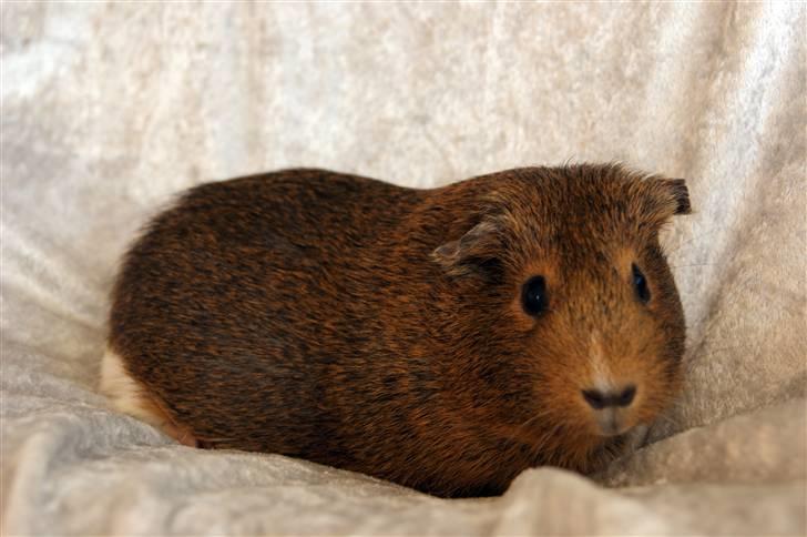 Marsvin Snip billede 2