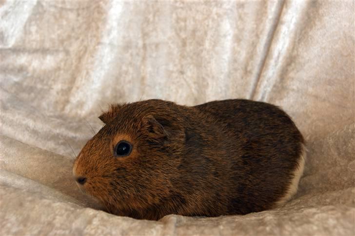 Marsvin Snip billede 3