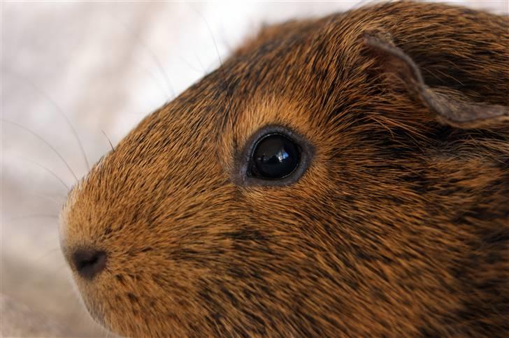 Marsvin Snip billede 4