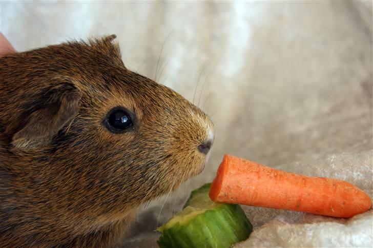 Marsvin Snip billede 5