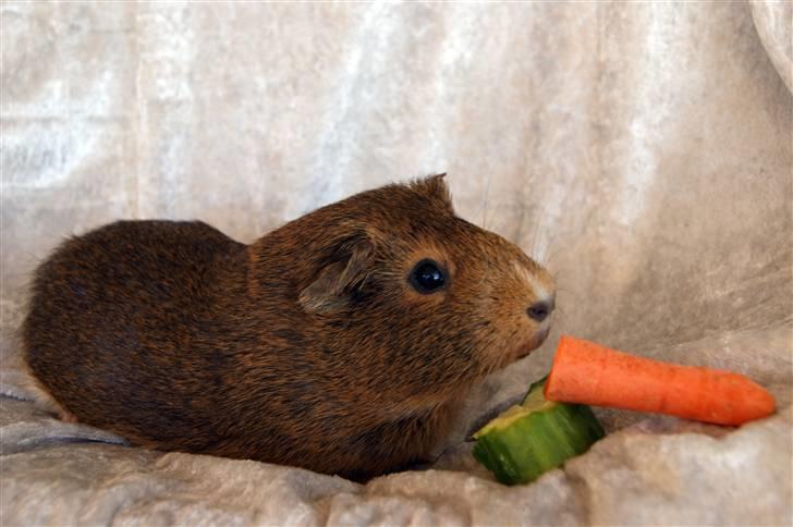 Marsvin Snip billede 6