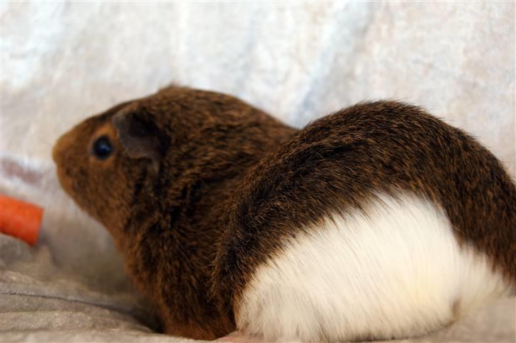 Marsvin Snip billede 7