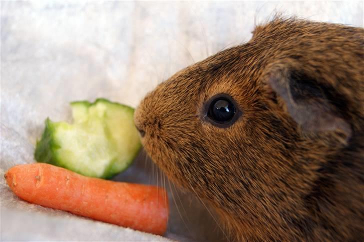 Marsvin Snip billede 8