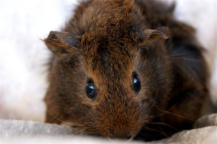 Marsvin Kakao billede 1