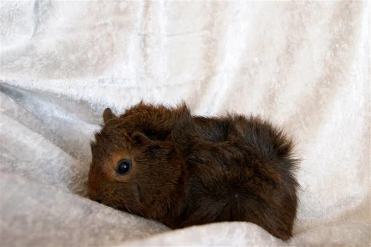 Marsvin Kakao billede 2