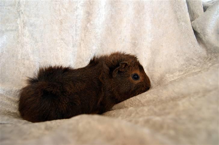 Marsvin Kakao billede 3