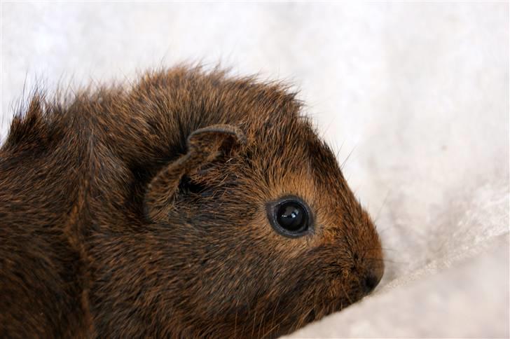 Marsvin Kakao billede 4