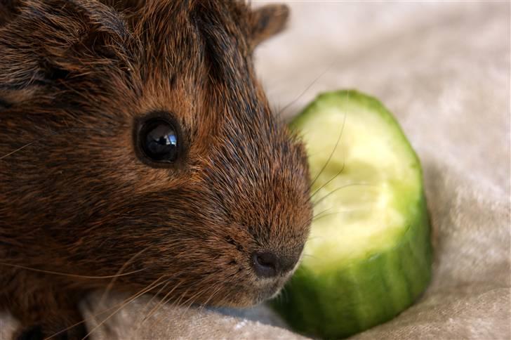 Marsvin Kakao billede 5