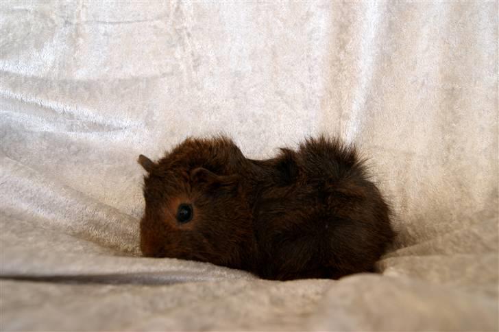 Marsvin Kakao billede 6