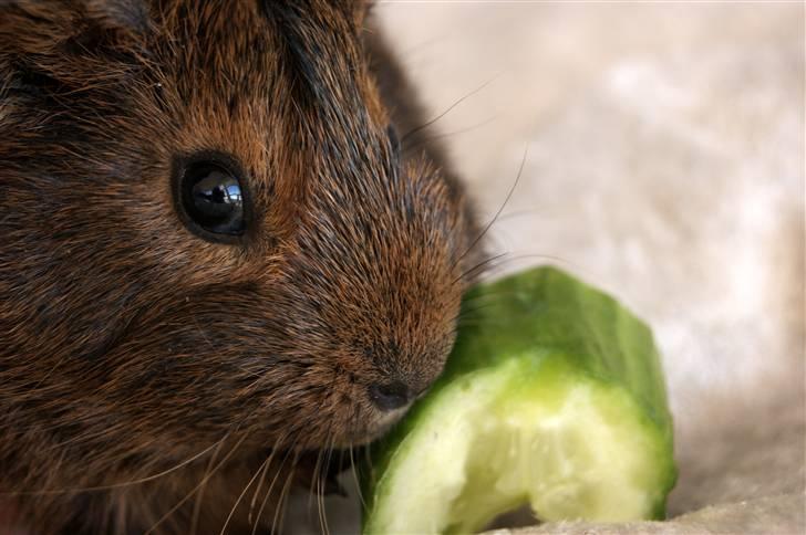 Marsvin Kakao billede 7