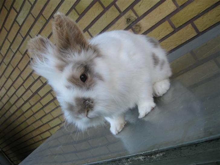 Kanin Ben billede 7