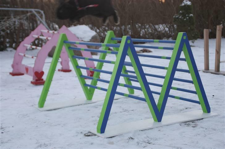 Kanin Milkas Ch. Koma Karma Kosmos - Koma flyver 20-30 cm. over springet !! det er 80 langt og 50 højt? han er nice <3 billede 15