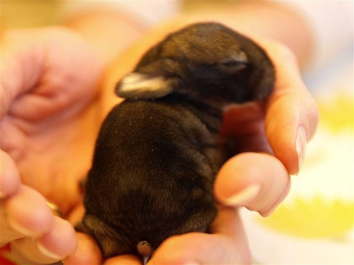 Kanin Baloos Dakisha Mijake - Mini-Damse billede 6