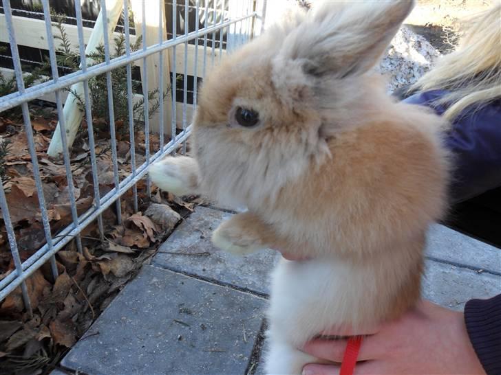 Kanin Fanta Phuss Forever Love billede 17