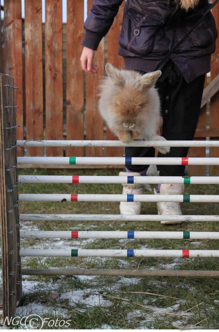 Kanin Fanta Phuss Forever Love - Højde hop.. 50 cm !! og kaninen styrer for VILDT ;) billede 18