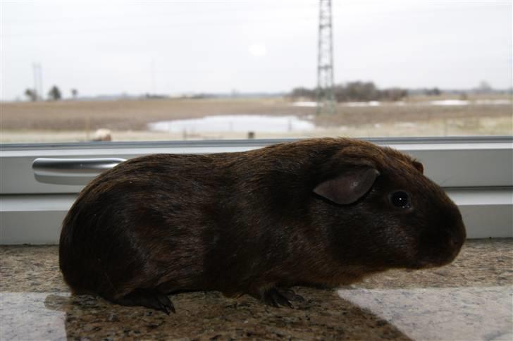 Marsvin Icopal billede 13