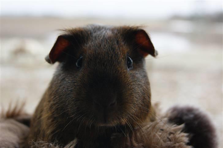 Marsvin Icopal billede 14