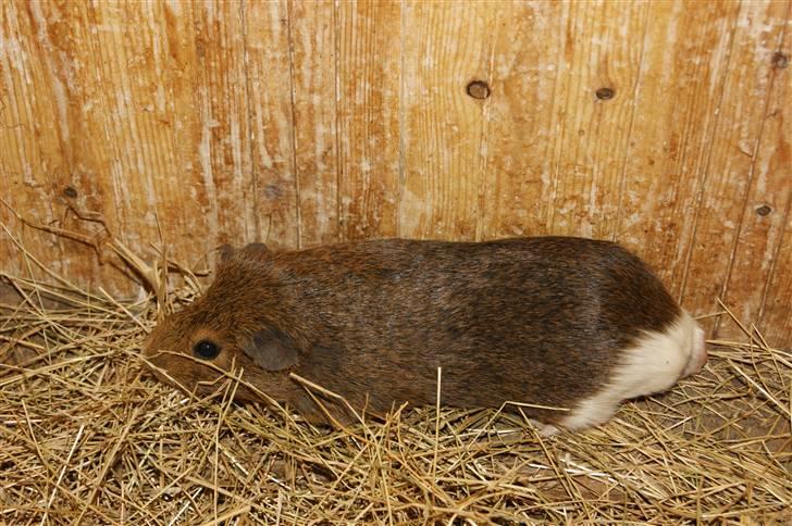 Marsvin Snip billede 9