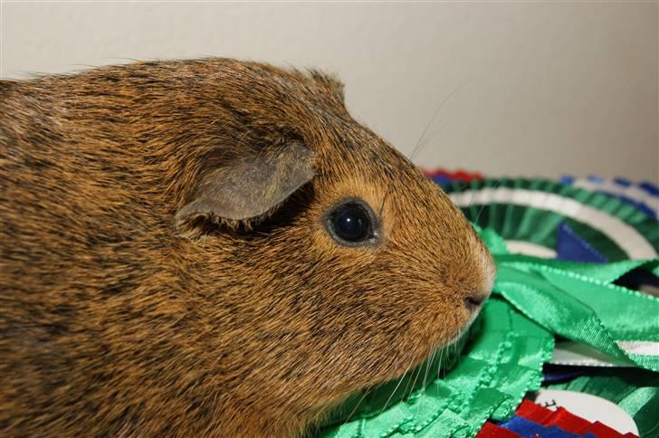 Marsvin Snip billede 10