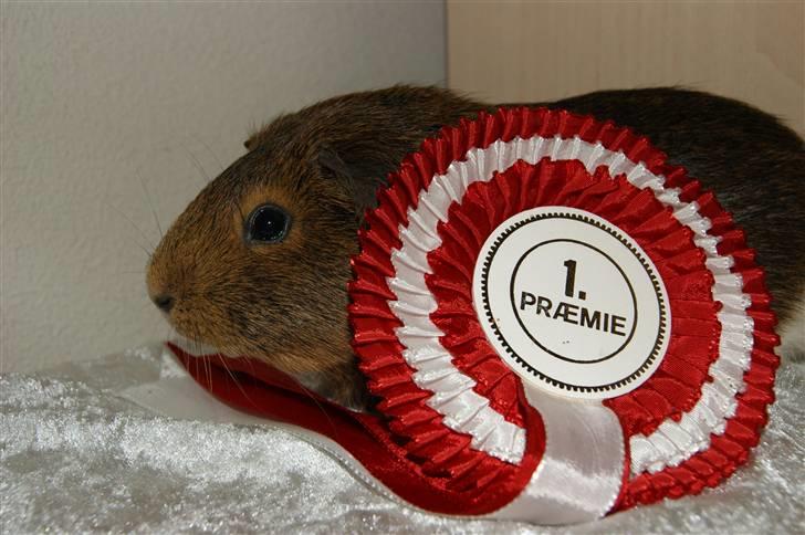 Marsvin Snip billede 11