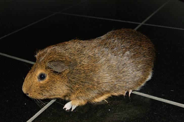 Marsvin Snip billede 12