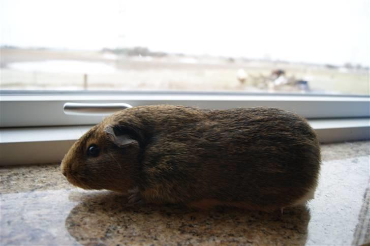 Marsvin Snip billede 13