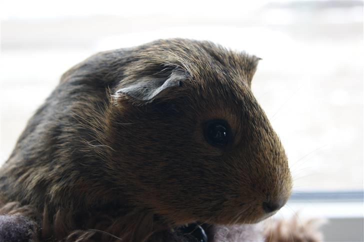 Marsvin Snip billede 14