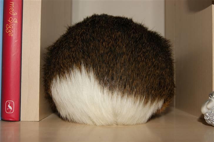 Marsvin Snip billede 15