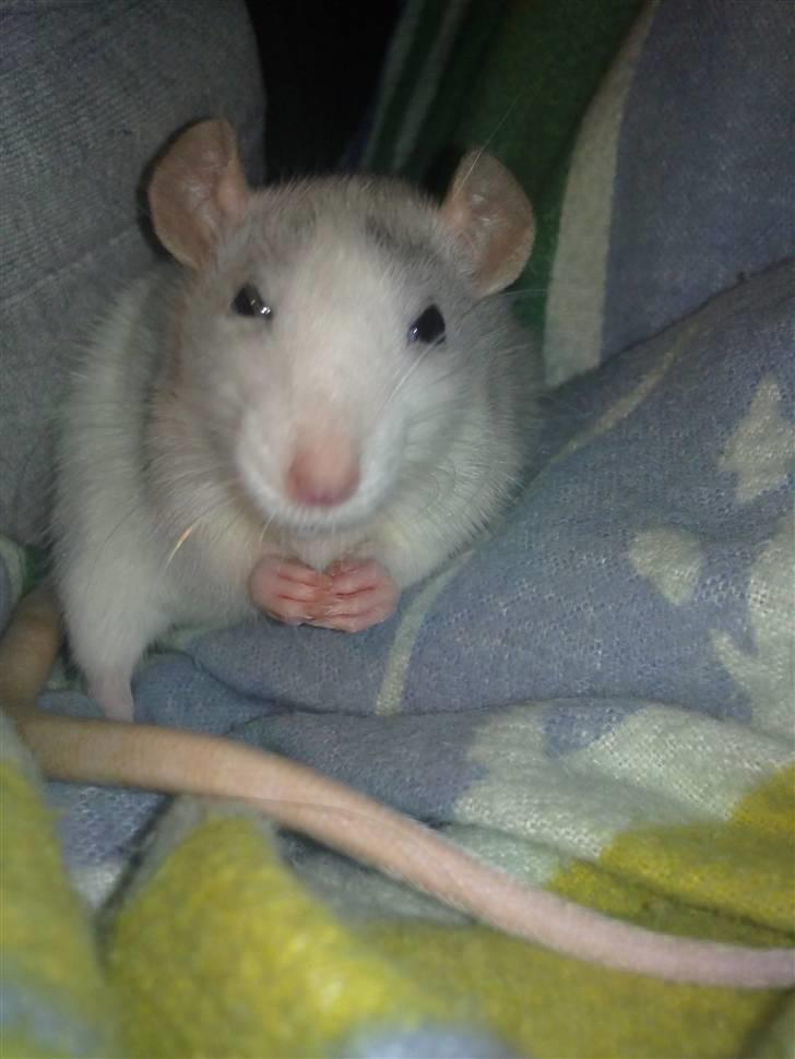 Tamrotte West Coast Chanel <3 - Det er altid godt og putte <3 billede 12