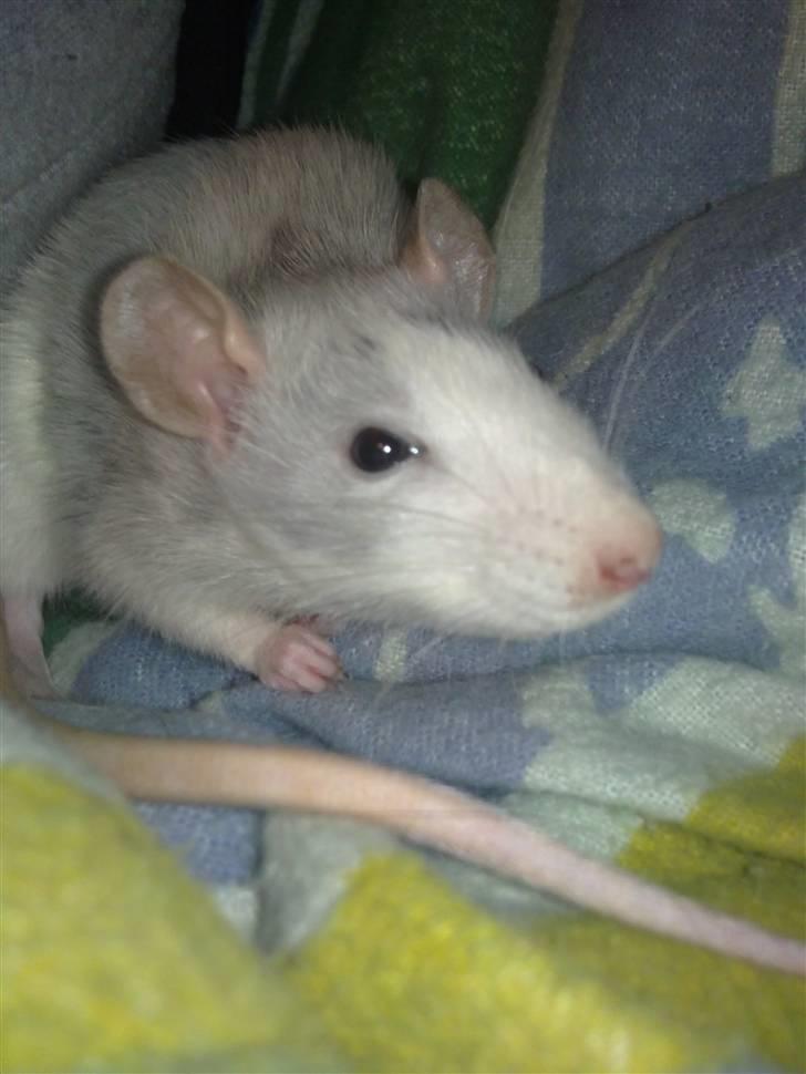 Tamrotte West Coast Chanel <3 billede 13