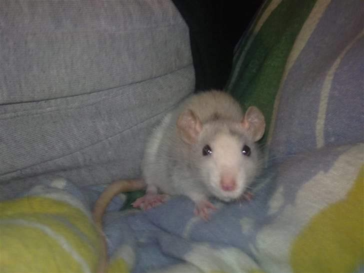 Tamrotte West Coast Chanel <3 billede 14