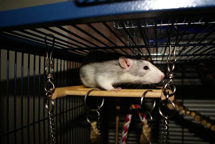 Tamrotte West Coast Chanel <3 - NYT billede 15