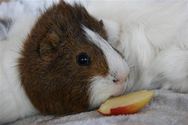 Marsvin Plet billede 1