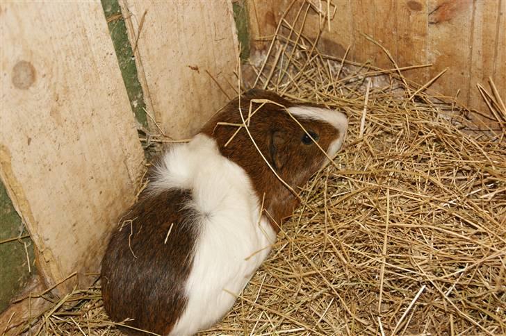 Marsvin Plet billede 2