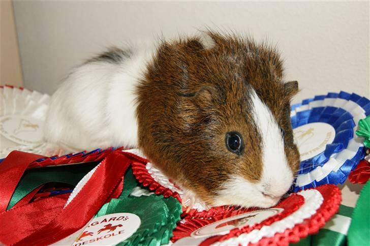 Marsvin Plet billede 3