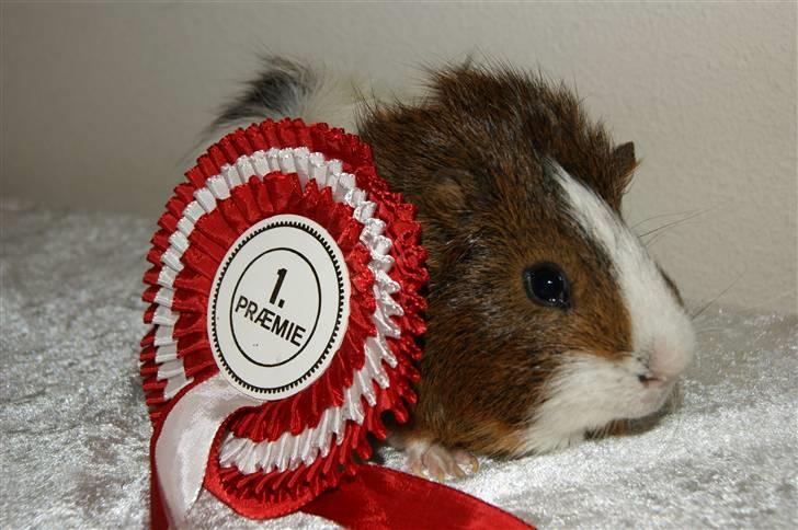 Marsvin Plet billede 4