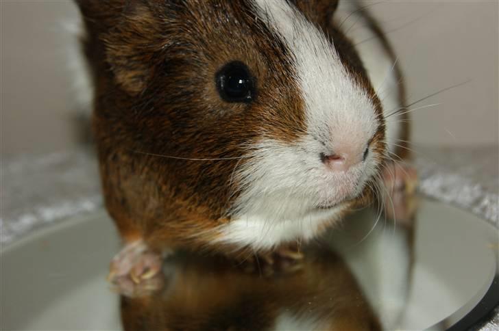 Marsvin Plet billede 5