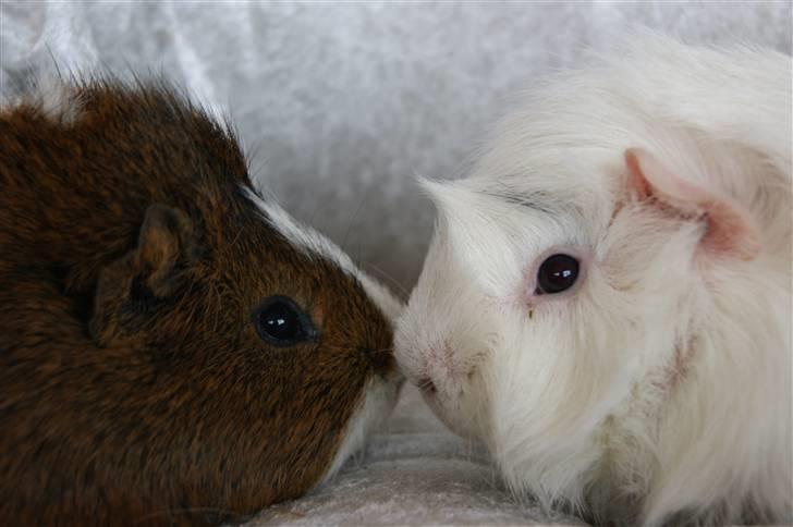 Marsvin Plet billede 6