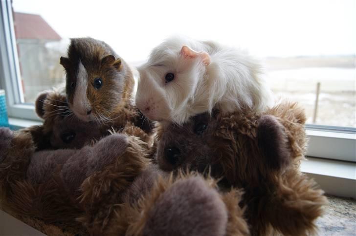 Marsvin Plet billede 7