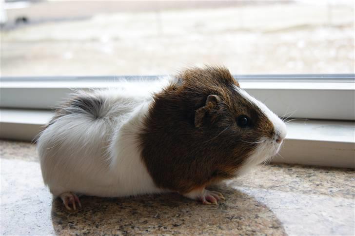 Marsvin Plet billede 8