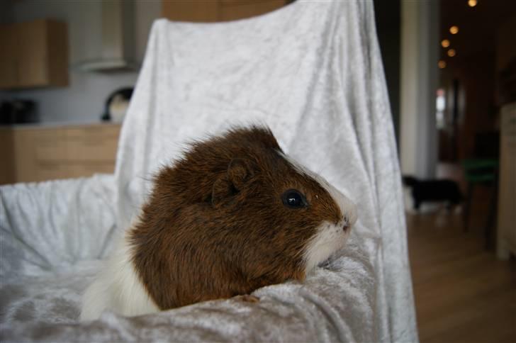 Marsvin Plet billede 10