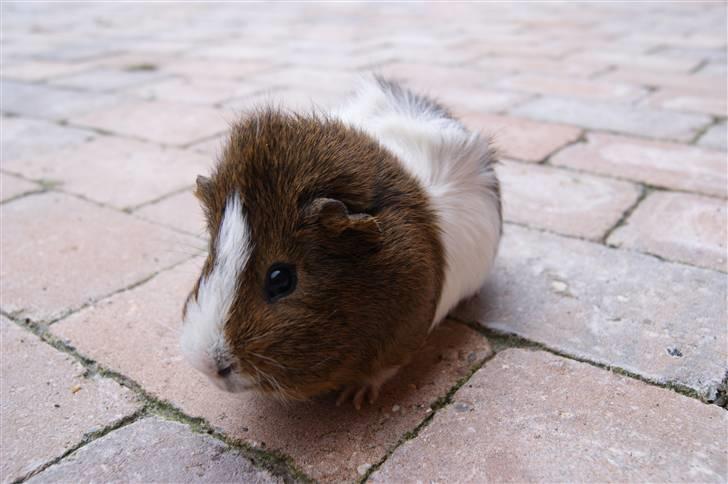 Marsvin Plet billede 11