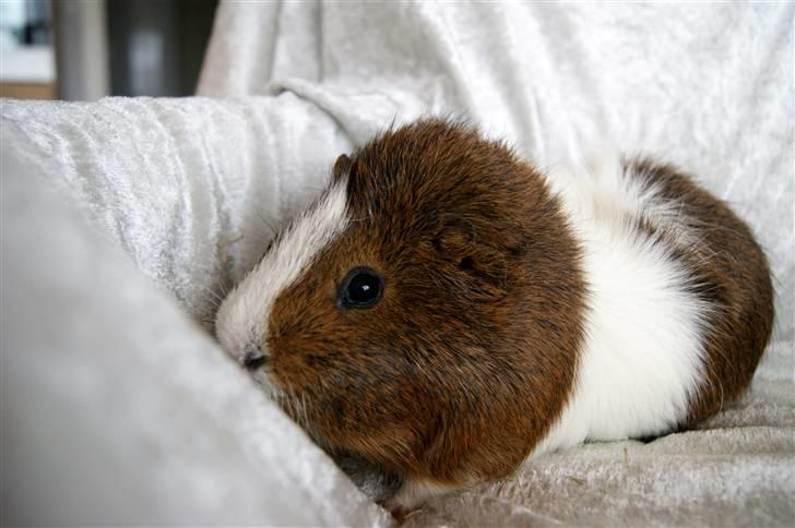 Marsvin Plet billede 12