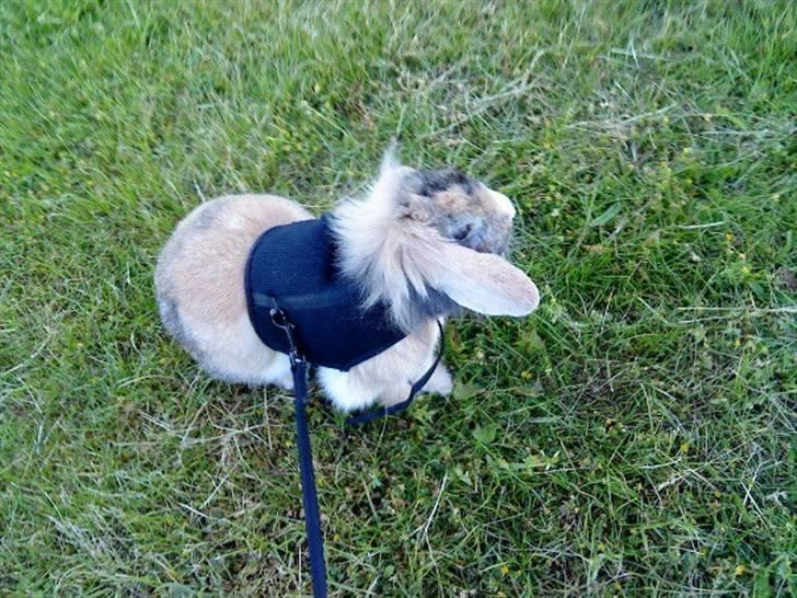 Kanin Bailey billede 6