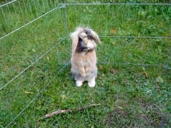 Kanin Bailey billede 7