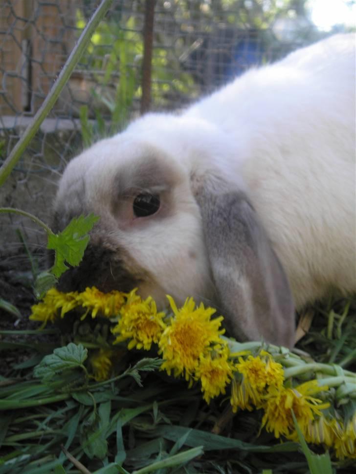 Kanin | Sofus R.I.P. billede 18