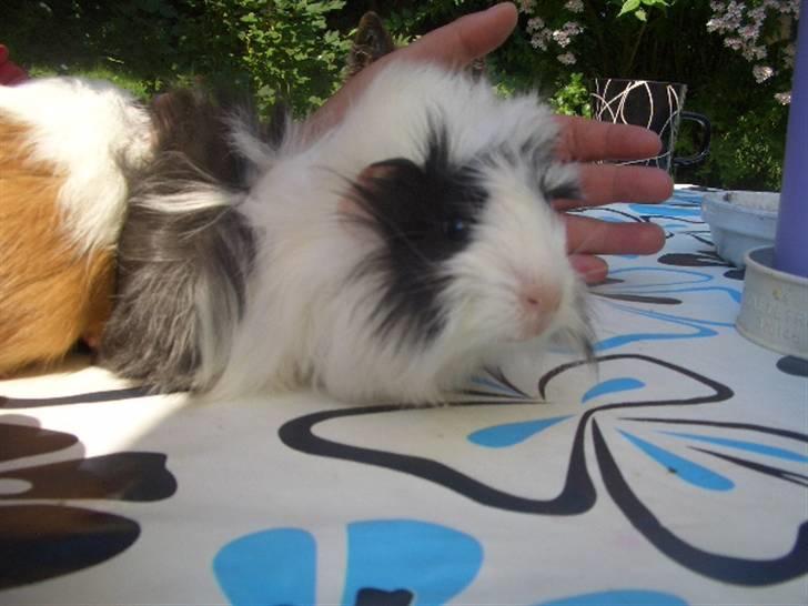 Marsvin Nuller *Hanekammen* - Hej :D Velkommen til min profil :D Giv mig gerne en bedømmelse. 8D billede 1