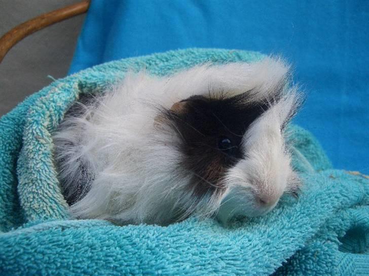 Marsvin Nuller *Hanekammen* - Jeg var lige nede & se om der var noget mad ;D Det var der ikke D: billede 2