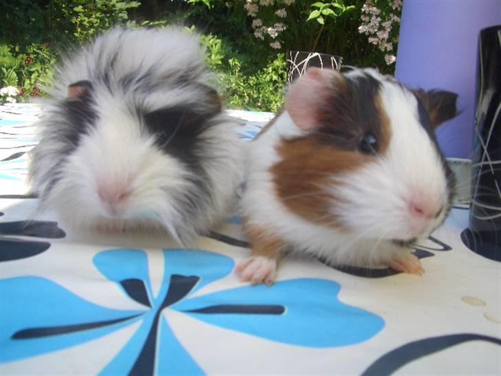 Marsvin Nuller *Hanekammen* - Mig & dejlige MælkeChokolade på bordet 8D billede 3